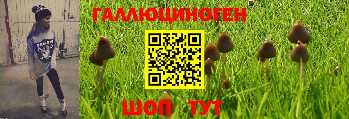 Псилоцибиновые грибы Cubensis Котлас